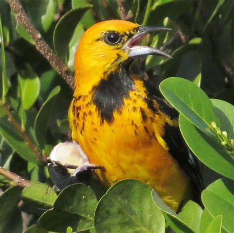 Florida Suncoast Birding Western Spindalis And Spot Breasted Orioles