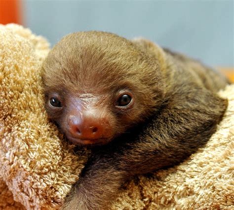Baby Sloth This Is A Newborn Who Sleeps In An Incubator I Think He