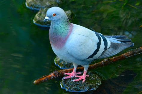 Rock Dove Pigeon Bird Free Photo On Pixabay