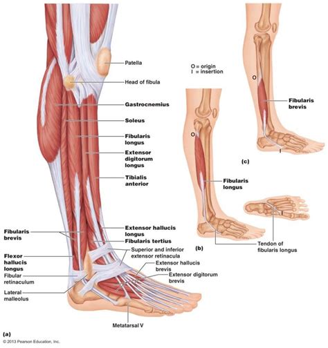 Overall this is a complete manual for someone looking to get health benefits and enhance women's strength training anatomy. Lower Leg Muscle Diagram Lower Leg Muscles Diagram Lower ...