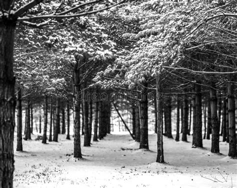 Black And White Winter Forest Snow Stock Photo Image Of Peaceful