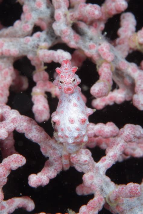 Pygmy Seahorse These Minute Fish Spend All Of Their Lives Flickr