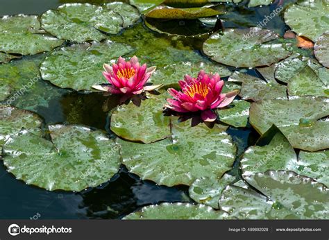 Two Colorful Red Water Lilies Nympaea Green Lily Pads Floating Stock