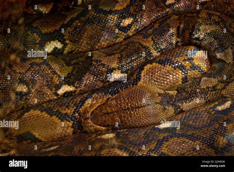 Reticulated Python Python Reticulatus Southeast Asia Worlds Longest