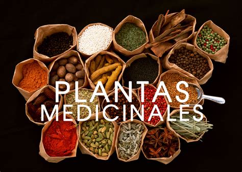 Plantas Medicinales Para Qu Sirven Y Como Cultivarlas