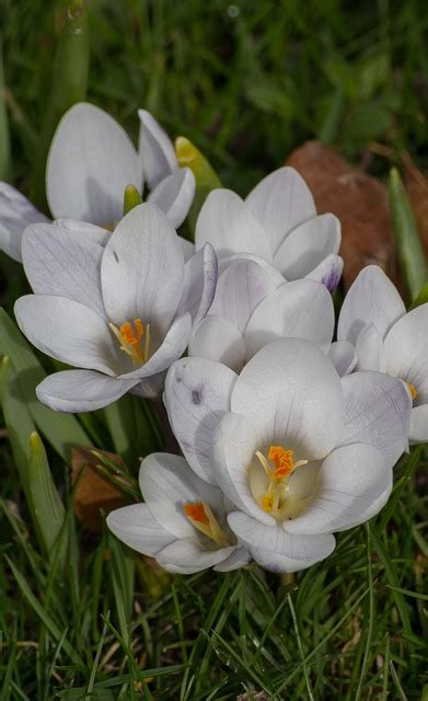 Spring Crocus Flowers Free Photo On Pixabay Pixabay