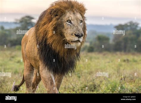 Male Lion Striding Purposely Through Veld Stock Photo Alamy