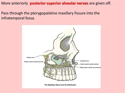 Ppt Infratemporal And Pterygopalatine Fossae Powerpoint Presentation