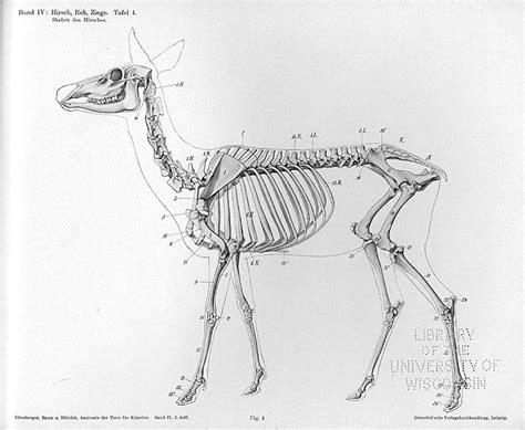 Anatoref Deer Anatomy Dittrich Herman Animal Skeletons Deer