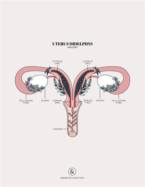 Uterus Didelphys Designs By Duvet Days Anatomy Illustrations Duvet Day Medical Illustration
