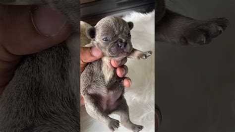 They must have a double copy of the blue buttercup had a wonderful litter that includes bree, a beautiful lilac & tan that you can see starting at about 60 seconds, along with two gorgeous blue. Lilac and Tan female frenchie for sale - YouTube
