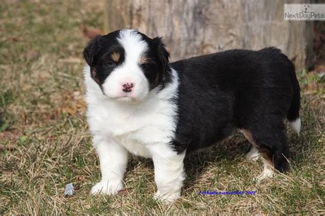 Quality standard bred australian shepherds. Solomon: Australian Shepherd puppy for sale near Battle ...