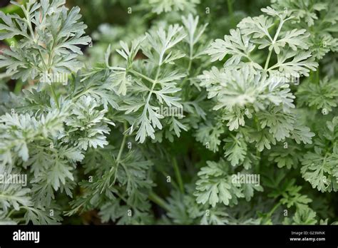 Wormwood Plant Leaves Artemisia Absinthium Background Natural Color