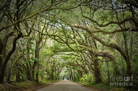 Botany Bay Road Edisto Island 2 Photograph By Carrie Cranwill Pixels