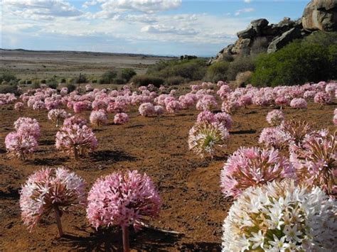 The silent star of classic westerns is a plant on a mission. Brunsvigia bosmaniae - Wikipedia