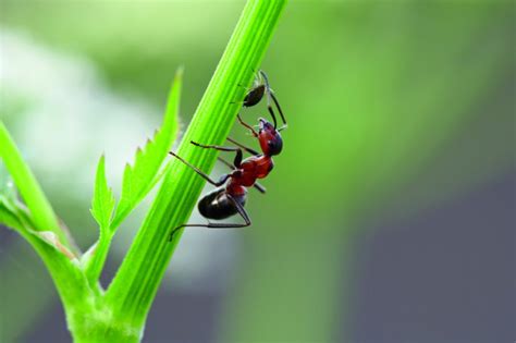 „den eingang der ameisen ins haus finden und zukleben. APUNCTO-Garten-Ameise