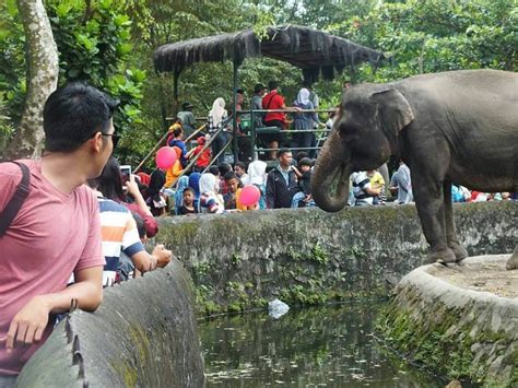 Kebun binatang taman safari bogor merupakan tempat wisata yang mengusung konsep wisata alam bebas. Panduan Lengkap Wisata Kebun Binatang Gembira Loka Yogyakarta