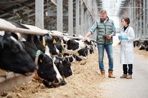 The Power Of Ai And Machine Learning To Optimise Beef And Dairy Cattle Farmers Guide