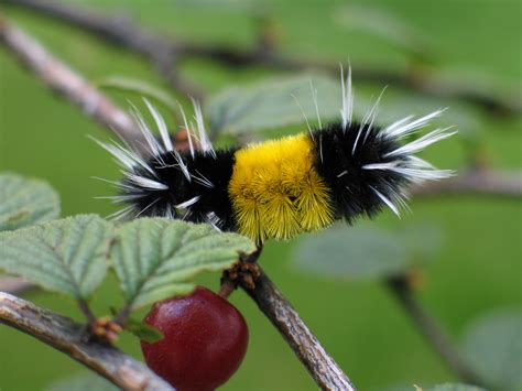 Fileyellow Woolly Bear Caterpillar