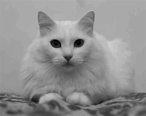 Turkish Angora Cat Insurance Breed Guide Sainsburys Bank