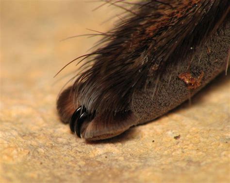 Turns Out Spiders Have Tiny Paws And It May Change The Way You Look At Them Spider Pictures
