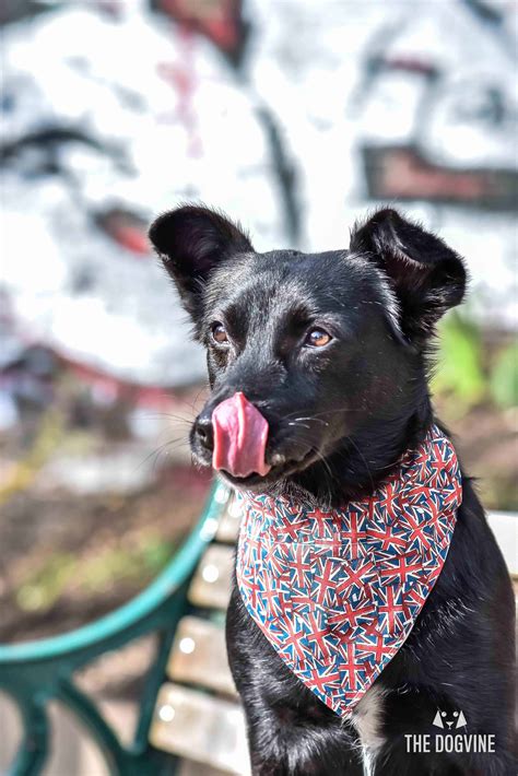 Romania is sadly known worldwide for the frightening number of abandoned dogs and the brutal treatment to which other animals are subjected. Faith | The Story Of A Romanian Street Dog Looking For Love