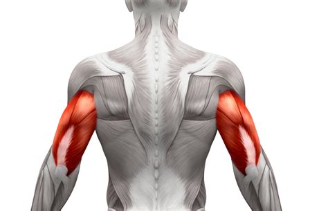 The Triceps Brachii Is A Major Muscle Of The Upper Arm In The Human Bo
