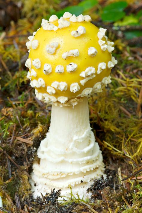 American Yellow Fly Agaric Amanita Muscaria Var Guessowii Oregon