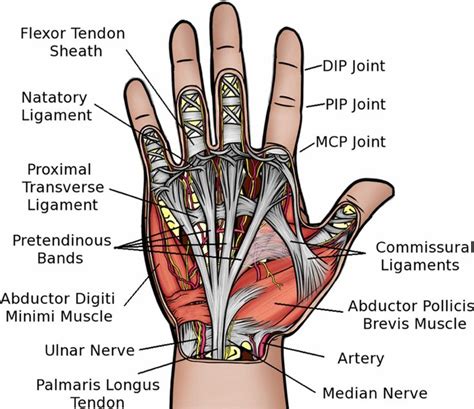 Hand Anatomy Anatomy Nursing Notes