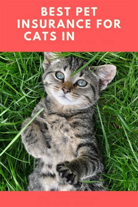 How To Choose The Best Cat Insurance Policy In 2021 Cat Insurance