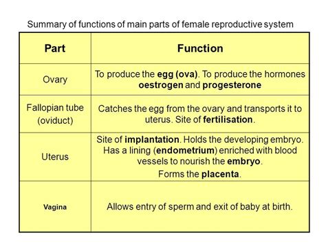 Male Reproductive System Functions Table Human Anatomy