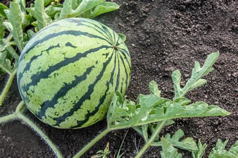 Natural Ripe Juicy Organic Watermelon Growing In The Field Or Garden