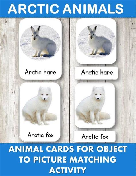 Arctic Animals Facts And Pictures Idalias Salon