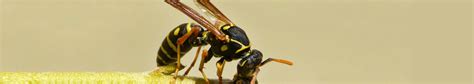 Bed bug control,cockroach control,pest control service, rodent control,termites control. pest control services