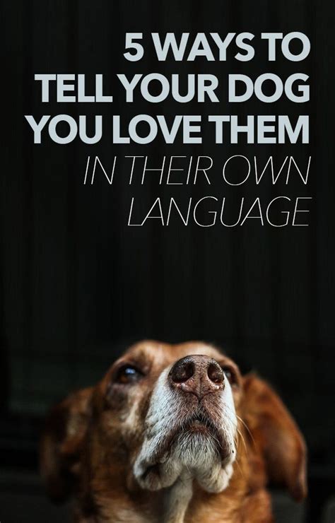 5 Ways To Tell Your Dogs You Love Them In Their Own Language Dog Care