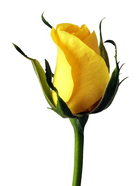 Yellow Rose Flower Png