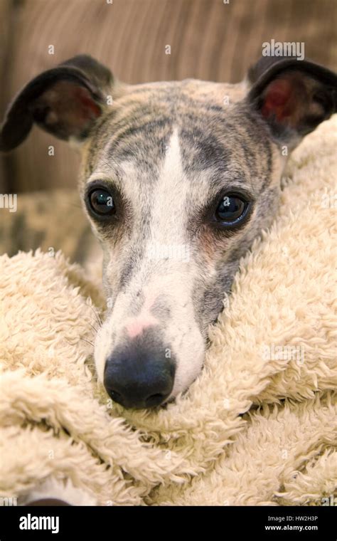 Brindle Whippet High Resolution Stock Photography And Images Alamy