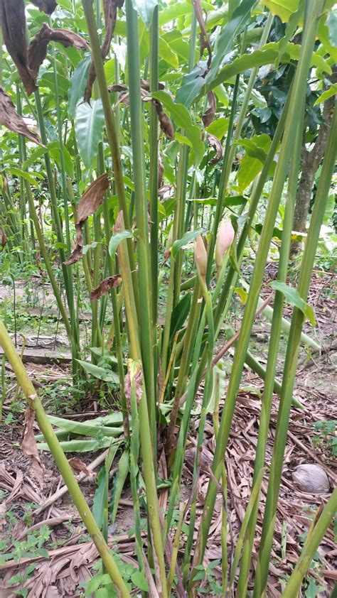 Bunga kantan memang selalu kita guna dalam masakan, jadi berbaloi kalau tanam sendiri di rumah, apatah lagi dengan harganya yang boleh tahan juga mahal. Warisan Petani: Tanaman Pokok Kantan.