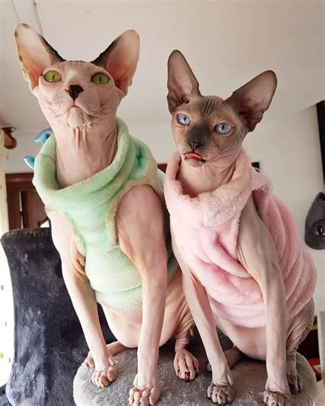 Hairless Cats On A Rock