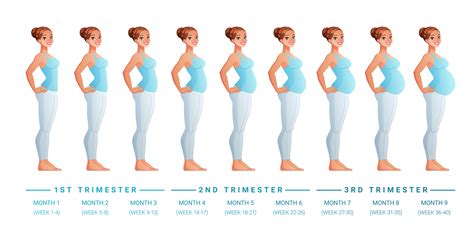 Stages Of Pregnancy By Months Vector Illustration 3489678 Vector Art At