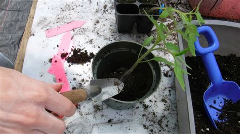How To Transplant Tomato Seedlings When To Transplant Tomato Seedlings