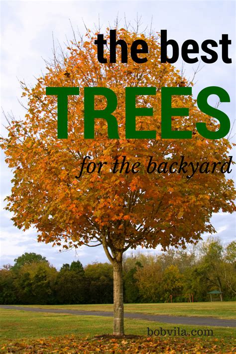 The 15 Best Trees For Any Backyard Backyard Trees Landscaping Trees