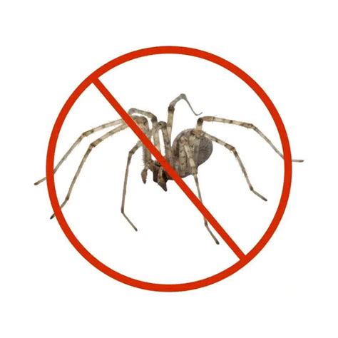 Book Spiders Pest Control In Dubai 99 Aed 100 Guaranted