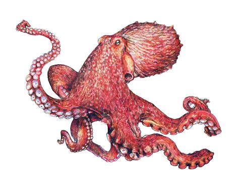 Octopus Art Print Original Pacific Giant Octopus Pacific Northwest