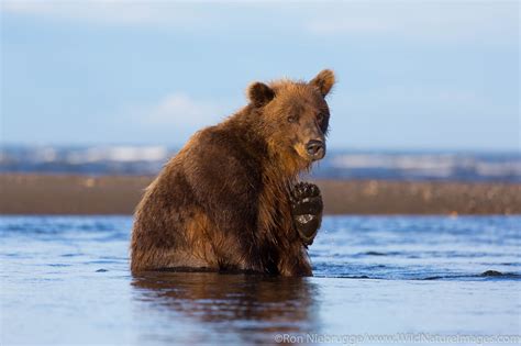 Brown Bear Lake Clark National Park Alaska Photos By Ron Niebrugge