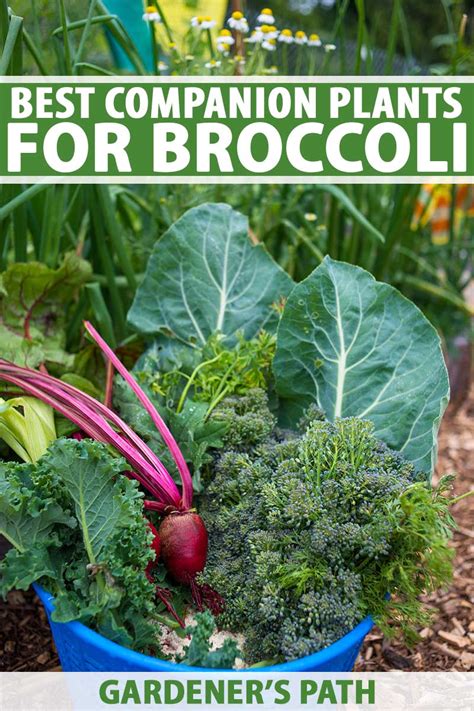 The Ultimate Guide To Broccoli Companion Plants Vermnue
