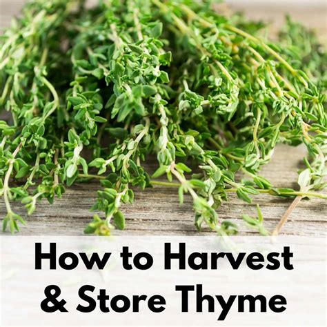 How To Harvest Thyme Without Killing The Plant Answering101