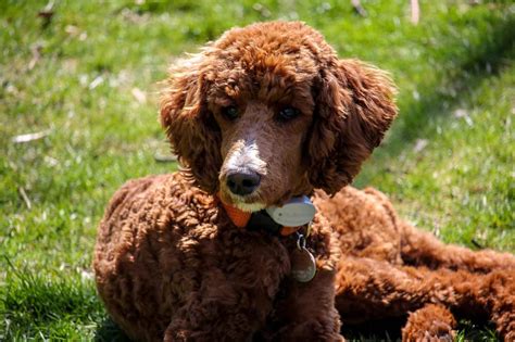 5 Top Poodle Haircut Styles The Dog People By