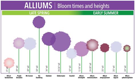 Bloom Time Chart For Allium Bulbs Longfield Gardens Garden Bulbs