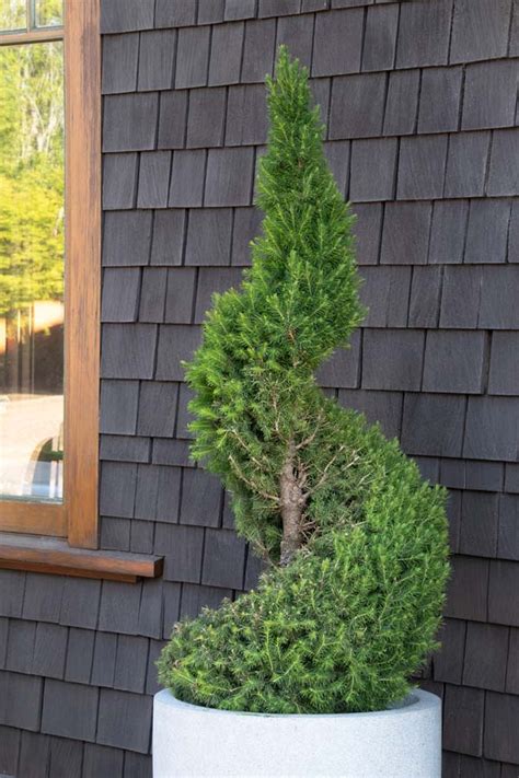 Picea Glauca Conica Dwarf Alberta Spruce Spiral Topiary Shop Sugar